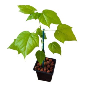 Plant d'arbre à coton, plant de Cotonnier, plant Gossypium, plant Gossypium herbaceum