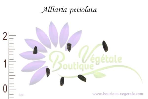 Graines d'Alliaria petiolata, Graines d'Alliaire officinale