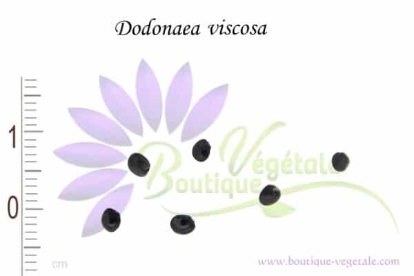 Graines de Dodonaea viscosa, Graines de Dodonée visqueuse (Boutique Végétale - Tous droits réservés)