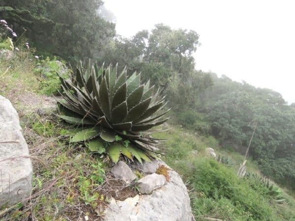 Vue générale d'Agave obscura var. xalapensis, Agave xalapensis en milieu naturel, Graines d'Agave obscura var. xalapensis, Graines d'Agave xalapensis