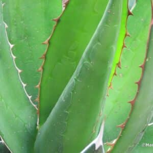 Feuille d'Agave obscura var. xalapensis, Feuille d'Agave xalapensis, Graines d'Agave obscura var. xalapensis, Graines d'Agave xalapensis