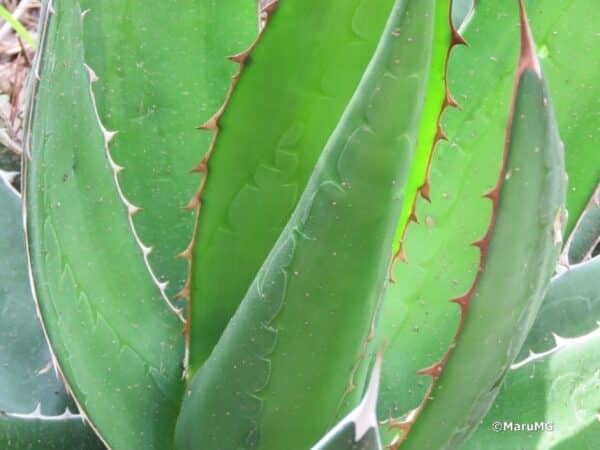 Feuille d'Agave obscura var. xalapensis, Feuille d'Agave xalapensis, Graines d'Agave obscura var. xalapensis, Graines d'Agave xalapensis