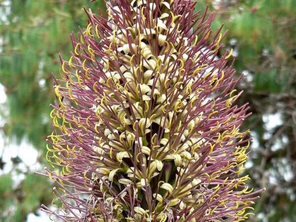 Fleurs d'Agave obscura var. xalapensis, Fleurs d'Agave xalapensis, Graines d'Agave obscura var. xalapensis, Graines d'Agave xalapensis