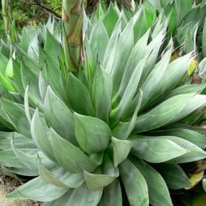 Rosette d'Agave obscura var. xalapensis , Vue générale d'Agave xalapensis, Graines d'Agave obscura var. xalapensis, Graines d'Agave xalapensis