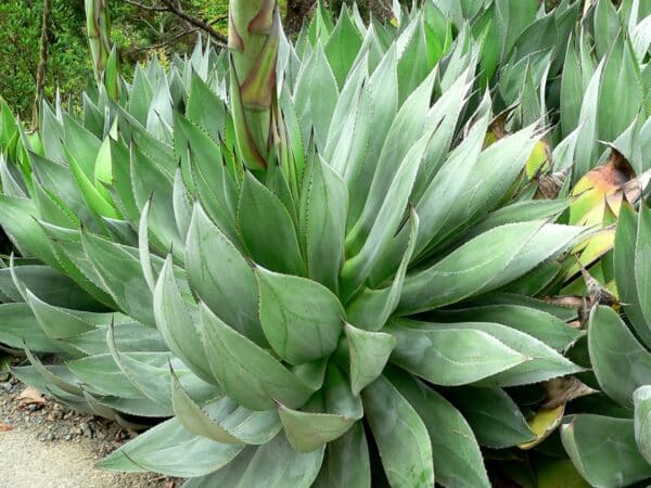 Rosette d'Agave obscura var. xalapensis , Vue générale d'Agave xalapensis, Graines d'Agave obscura var. xalapensis, Graines d'Agave xalapensis