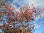 Feuilles d'automne d'Amelanchier x lamarckii, Amélanchier de Lamarck en automne, Graines d'Amelanchier x lamarckii, Graines d'Amélanchier de Lamarck