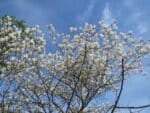 Floraison d'Amelanchier x lamarckii - Amélanchier de Lamarck en fleurs