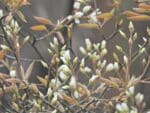 Amelanchier x lamarckii, Boutons floraux de l'Amélanchier de Lamarck