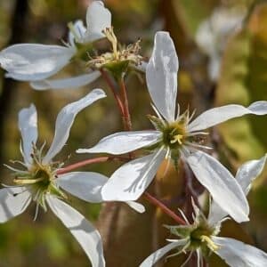 Fleur d'Amelanchier x lamarckii, Fleur d'Amélanchier de Lamarck, Graines d'Amelanchier x lamarckii, Graines d'Amélanchier de Lamarck