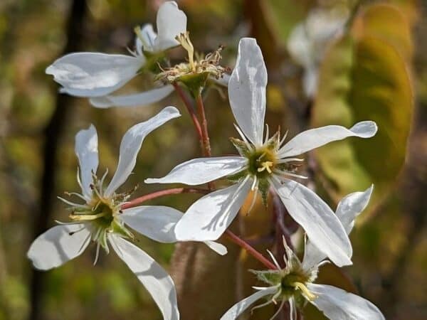 Fleur d'Amelanchier x lamarckii, Fleur d'Amélanchier de Lamarck, Graines d'Amelanchier x lamarckii, Graines d'Amélanchier de Lamarck