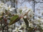 Fleurs d'Amelanchier x lamarckii, Feuilles et fleurs de l'Amélanchier de Lamarck, Graines d'Amelanchier x lamarckii, Graines d'Amélanchier de Lamarck