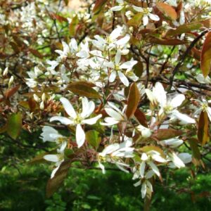 Fleurs d'Amelanchier x lamarckii, Fleurs de l'Amélanchier de Lamarck, Graines d'Amelanchier x lamarckii, Graines d'Amélanchier de Lamarck