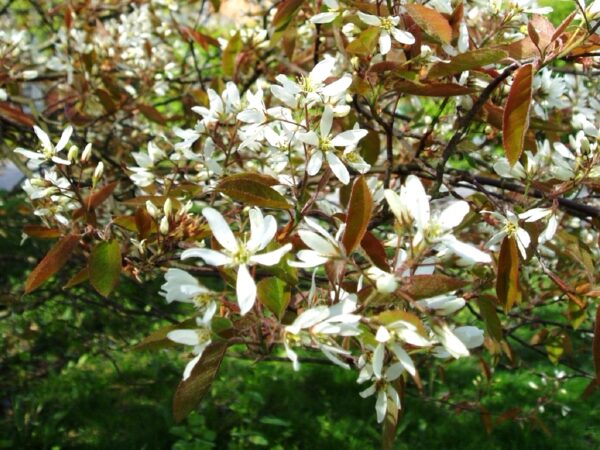 Fleurs d'Amelanchier x lamarckii, Fleurs de l'Amélanchier de Lamarck, Graines d'Amelanchier x lamarckii, Graines d'Amélanchier de Lamarck