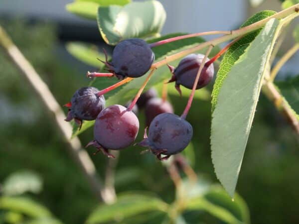 Baies d'Amelanchier x lamarckii, Fruits de l'Amélanchier de Lamarck, Graines d'Amelanchier x lamarckii, Graines d'Amélanchier de Lamarck