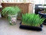 Plants de Cyperus alternifolius 'Zumula' et de Hordeum vulgare, Plants d'Herbe-à-chat 'Zumula'