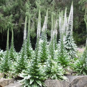 Echium simplex en fleurs, Colonie d'Echium creticum, Graines d'Echium simplex, Graines d'Echium creticum