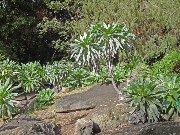 Colonie d'Echium simplex, Echium creticum en milieu naturel, Graines d'Echium simplex, Graines d'Echium creticum