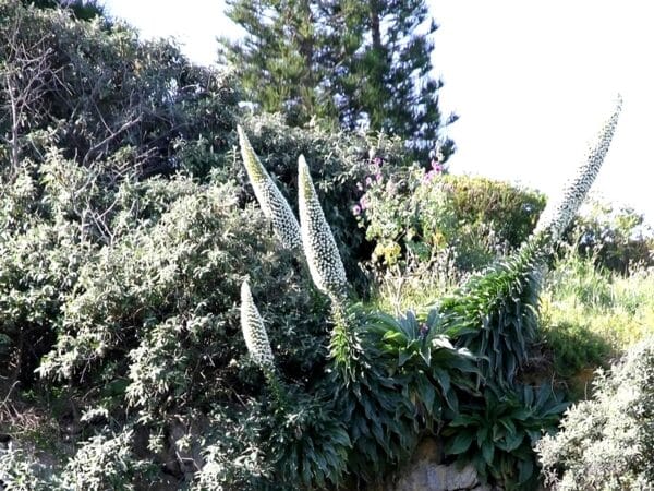 Echium simplex en fleurs, Echium creticum en milieu naturel, Graines d'Echium simplex, Graines d'Echium creticum