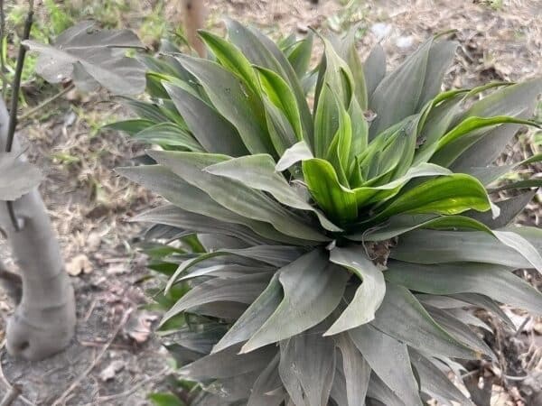 Touffe d'Echium simplex, Feuillage d'Echium creticum, Graines d'Echium simplex, Graines d'Echium creticum