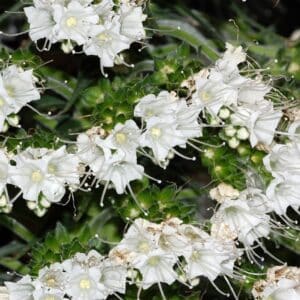 Fleurs d'Echium simplex, Fleurs d'Echium creticum, Graines d'Echium simplex, Graines d'Echium creticum