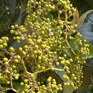 Fruits d'Harungana madagascariensis, Fruits de l'Harongana , Graines d'Harongana madagascariensis, Graines d'Harongana