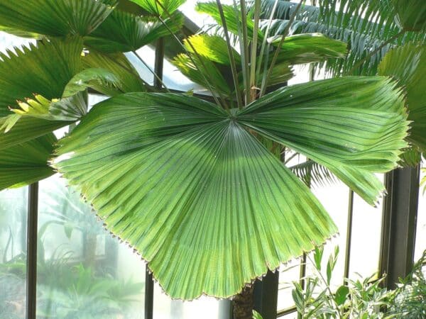 Feuille de Licuala grandis, Culture sous-serre de Palmier-cuillère, Plant de Licuala grandis, Plant de Plamier-cuillère