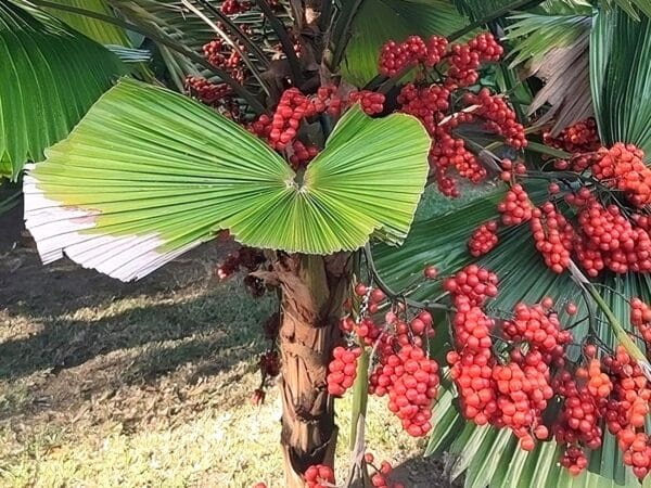 Grappes de fruits de Licuala grandis, Fructification d'un Palmier-cuillère, Plant de Licuala grandis, Plant de Plamier-cuillère