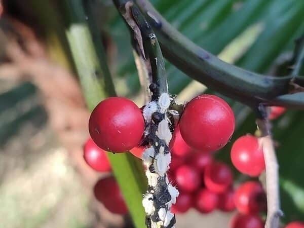 Fruits de Licuala grandis, Fruits d'un Palmier-cuillère, Plant de Licuala grandis, Plant de Plamier-cuillère