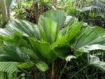 Palmes de Licuala grandis, Palmier-cuillère en milieu naturel, Plant de Licuala grandis, Plant de Plamier-cuillère