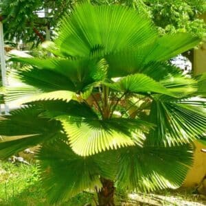 Vue générale de Licuala grandis, Vue générale d'un Palmier-cuillère, Plant de Licuala grandis, Plant de Plamier-cuillère