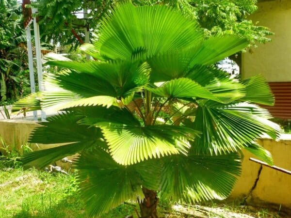 Vue générale de Licuala grandis, Vue générale d'un Palmier-cuillère, Plant de Licuala grandis, Plant de Plamier-cuillère