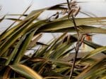 Feuilles de Lin des Montagnes panaché, Graines de Lin de Nouvelle-Zélande panaché, graines de Phormium tenax 'Variegatum'