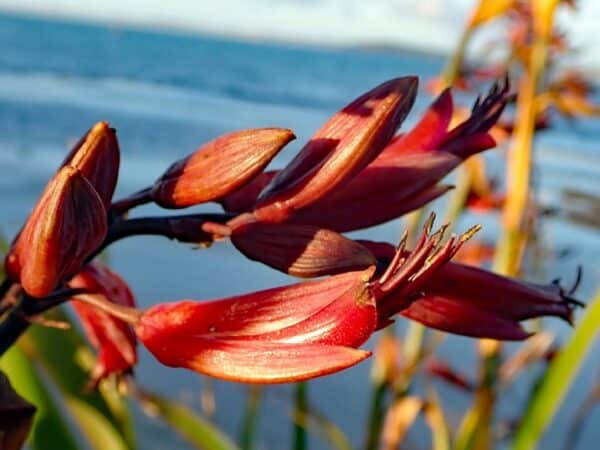 Détails d'une fleur de Phormium tenax 'Variegatum', Fleurs du Lin de Nouvelle-Zélande panaché, Graines de Lin de Nouvelle-Zélande panaché, Graines de Phormium tenax 'Variegatum'