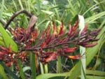 Épis de fleurs de Phormium tenax 'Variegatum', Inflorescence du Lin de Nouvelle-Zélande panaché, Graines de Lin de Nouvelle-Zélande panaché, Graines de Phormium tenax 'Variegatum'