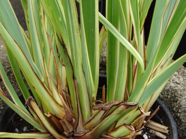 Souche de Phormium tenax 'Variegatum', Graines de Lin de Nouvelle-Zélande panaché, Graines de Phormium tenax 'Variegatum'