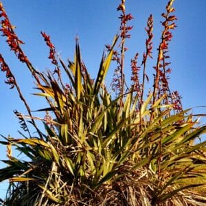 Vue globale Phormium tenax 'Variegatum' , Graines de Phormium tenax 'Variegatum', Graines de Lin de Nouvelle-Zélande panaché