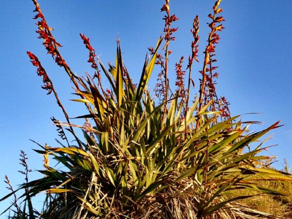 Vue globale Phormium tenax 'Variegatum' , Graines de Phormium tenax 'Variegatum', Graines de Lin de Nouvelle-Zélande panaché