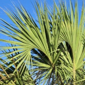 Graines de Sabal maritima, Graines de Palmier éventail de Cuba