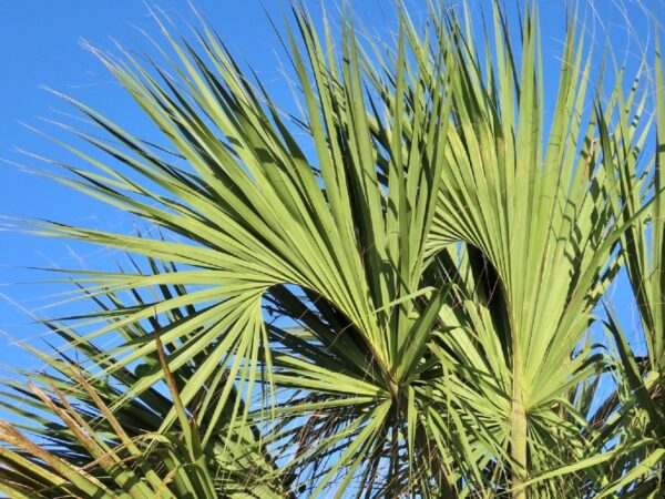 Graines de Sabal maritima, Graines de Palmier éventail de Cuba