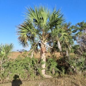 Graines de Sabal maritima, Graines de Palmier éventail de Cuba