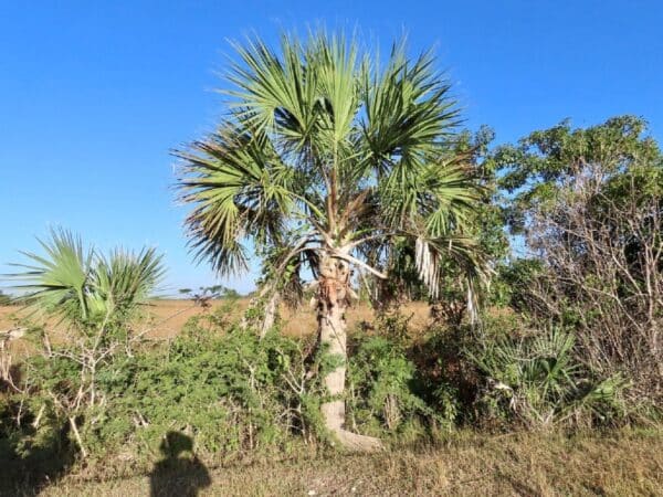 Graines de Sabal maritima, Graines de Palmier éventail de Cuba