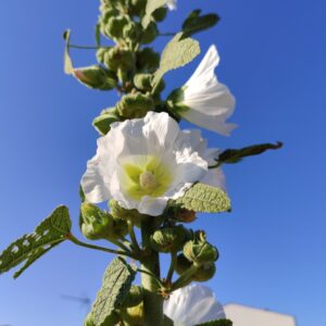 Floraison d'Alcea rosea, épi floral de Rose trémière blanche, graines d'Alcea rosea, graines de rose trémière, Rose trémière blanche