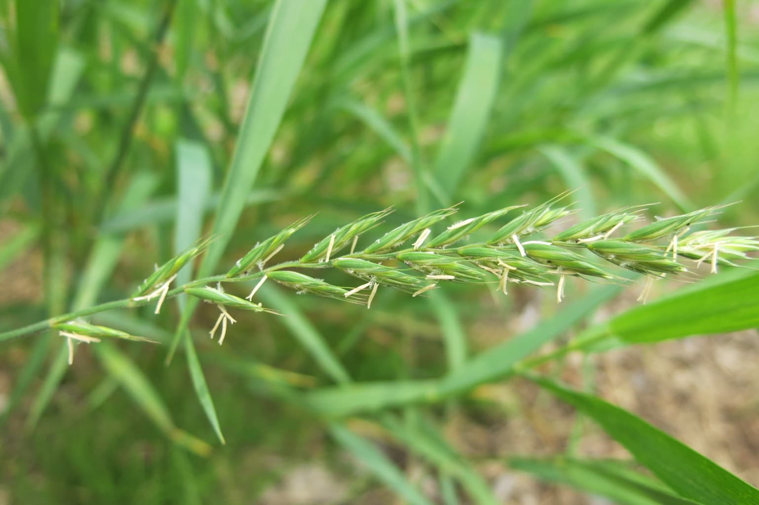 Elymus repens - Détail d'un épi de chiendent rampant