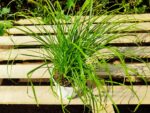 Cyperus Zumula, plant Cyperus alternifolius 'Zumula', plant herbe à chat