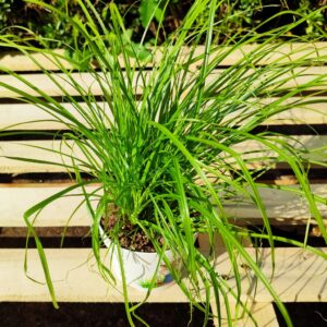 Cyperus Zumula, plant Cyperus alternifolius 'Zumula', plant herbe à chat