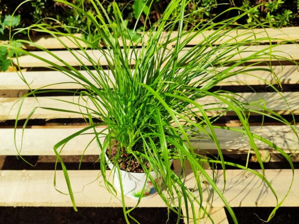 Cyperus Zumula, plant Cyperus alternifolius 'Zumula', plant herbe à chat