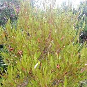 Feuillage Dodonaea viscosa, port feuillu de Dodonée visqueuse, graines Dodonaea viscosa, semences Dodonée visqueuse