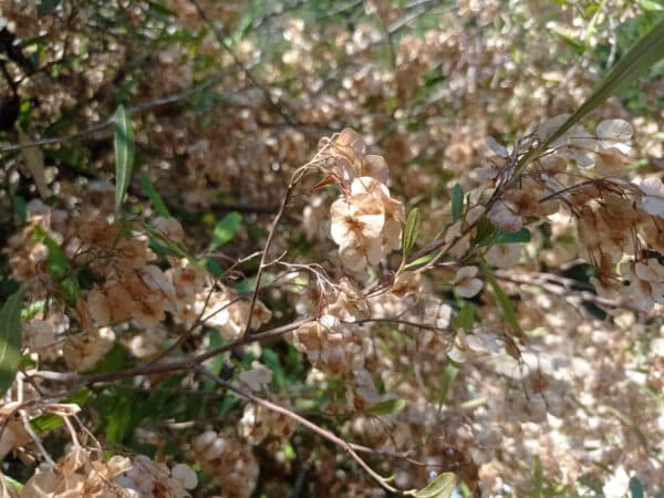 Fruits de Dodonaea viscosa, fructification de Dodonée visqueuse, graines de Dodonée visqueuse, graines de Bois d'arnette