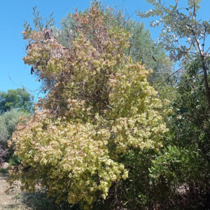 Vue globale Dodonaea viscosa, Bois d'Arnette en milieu naturel, graines Dodonaea viscosa