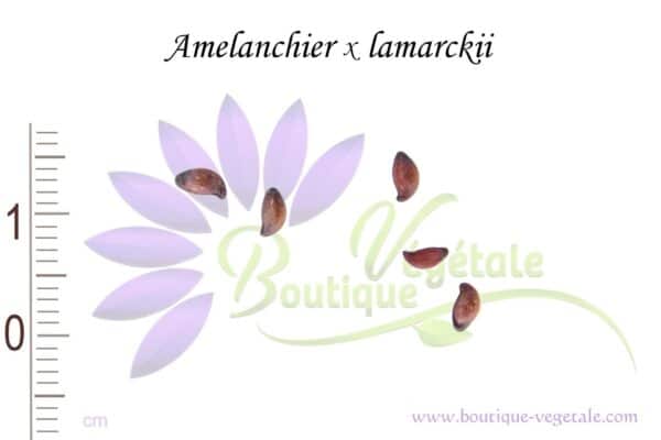 Graines d'Amelanchier x lamarckii, Semences d'Amélanchier de Lamarck, Semences d'Amelanchier x lamarckii